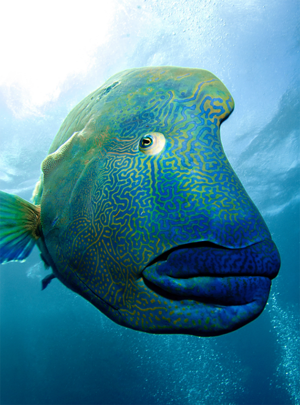 et-fish3